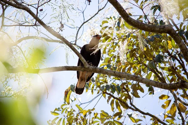 南部のクレストカラカラ カラカラ プランクス は木の枝に張り付いている — ストック写真