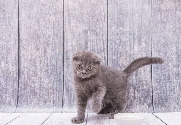 Sehr Junges Braunes Scottish Fold Kätzchen Steht Auf Einer Holzoberfläche — Stockfoto