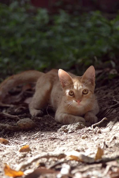 Vedere Verticală Unei Pisici Tabby Care Uită Cameră Curiozitate — Fotografie, imagine de stoc