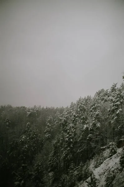 Kasvetli Sisli Bir Günde Karlı Bir Çam Ağacı Manzarası — Stok fotoğraf