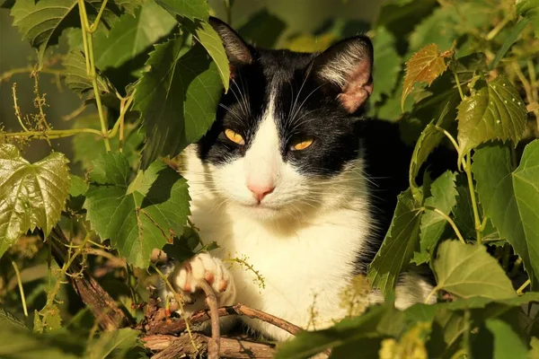 Primer Plano Gato Blanco Negro Arbusto —  Fotos de Stock