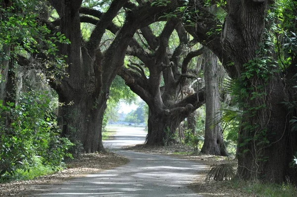 Piękny Widok Ścieżki Między Starymi Dużymi Drzewami Parku — Zdjęcie stockowe