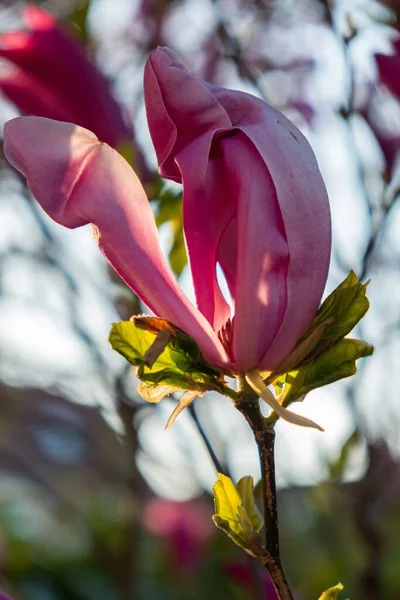 Pionowe Ujęcie Lilii Magnolia Magnolia Liliiflora Kwiat — Zdjęcie stockowe