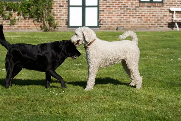Ein Entzückender Weißer Royal Pudel Und Schwarzer Labrador Retriever Spielen — Stockfoto