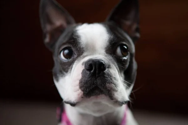 Eine Nahaufnahme Eines Boston Terrier Welpen — Stockfoto