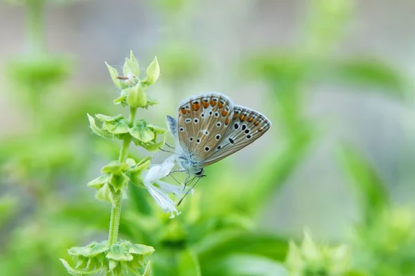 Ένα Κοντινό Πλάνο Μακροεντολή Μιας Κοινής Μπλε Πεταλούδας Ένα Πράσινο — Φωτογραφία Αρχείου
