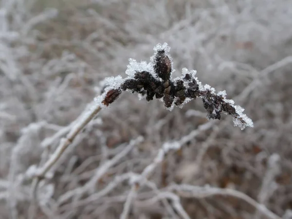 Bords Gelés Plante Matin Hiver — Photo