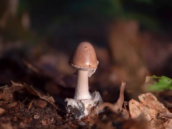 Egy Szürke Fátyolos Amanita Gomba Közelsége — Stock Fotó