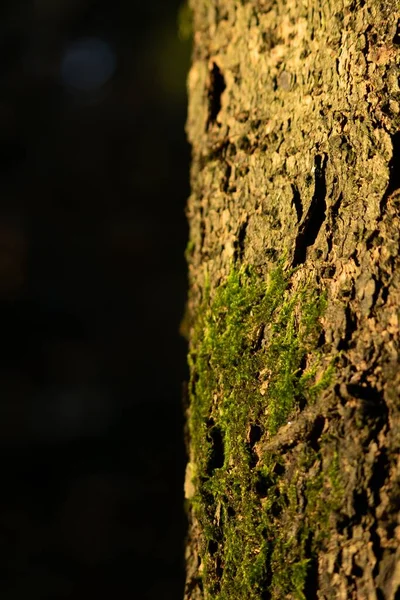 Gros Plan Vertical Détails Sur Tronc Arbre Moussue — Photo