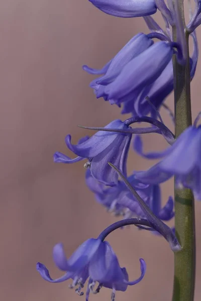 鐘の花の垂直ショット — ストック写真