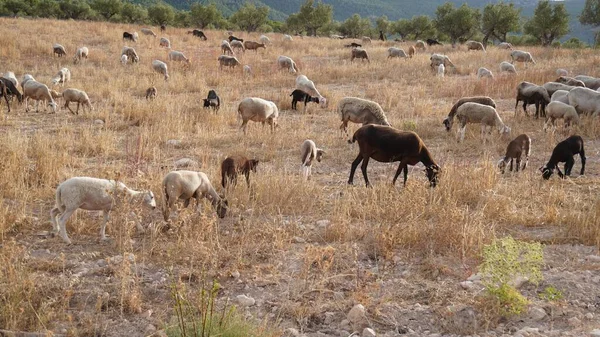 Овцы Едят Траву Поле — стоковое фото
