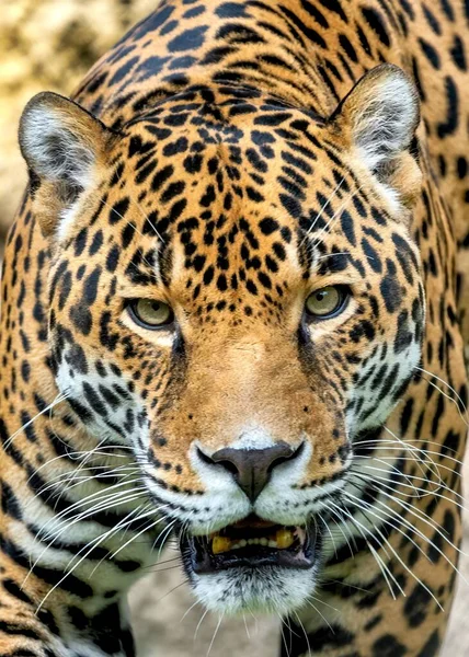 Vertical Closeup Jaguar Panthera Onca — Stock Photo, Image