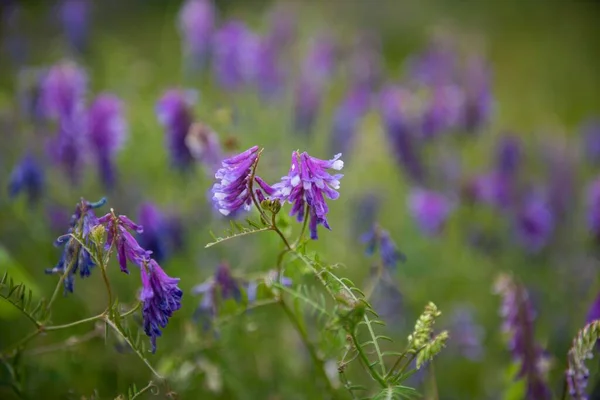 Mise Point Sélective Fleurs Violettes Poussant Dans Champ Sur Fond — Photo