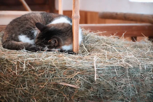 Primo Piano Gatto Che Dorme Pagliaio — Foto Stock