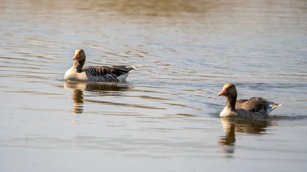 Closeup Shot Couple Ducks Swimming Pond — Stock Photo, Image