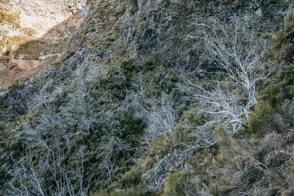 Vacker Utsikt Över Torr Vegetation Kulle Ett Landsbygdsområde Madeira Portugal — Stockfoto