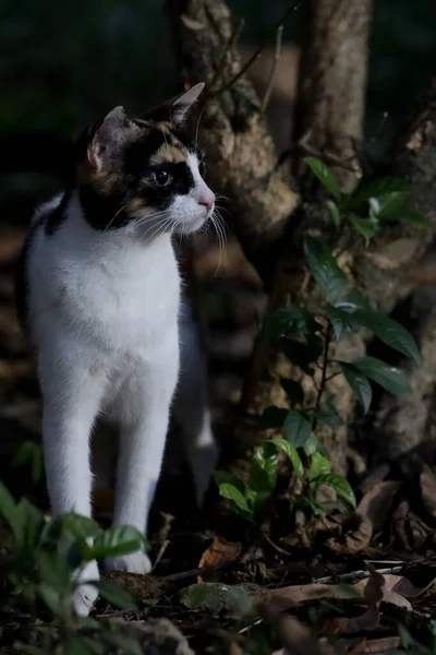 Een Closeup Van Calico Kat Dorre Loof Ogende Sde — Stockfoto