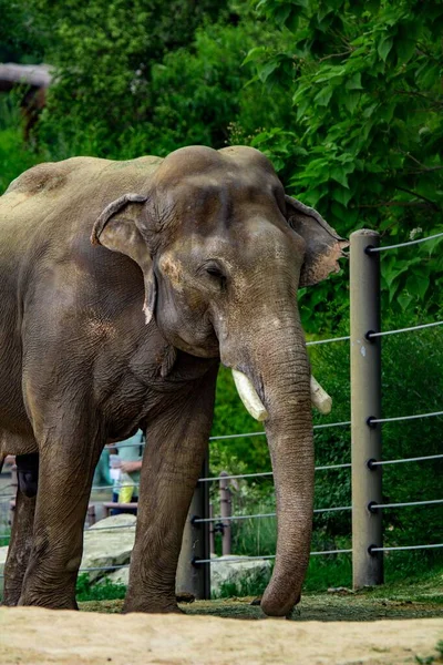 Uma Visão Frontal Elefante — Fotografia de Stock