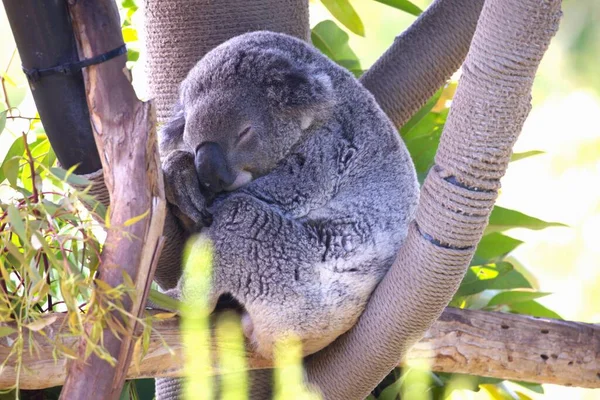 Foto Koalas Dallo Zoo — Foto Stock