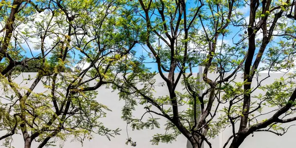 白い壁に対して木の美しいショット — ストック写真