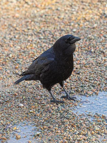 Een Verticaal Close Shot Van Een Zwarte Kraai Een Plas — Stockfoto