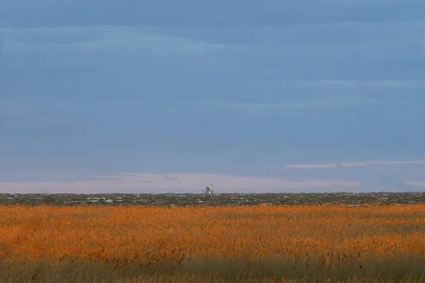 田園地帯の青空を背景に色とりどりの花々が広がる絶景 — ストック写真