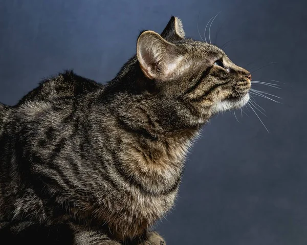 Περίεργη Γάτα Studio Pet Πορτρέτο — Φωτογραφία Αρχείου
