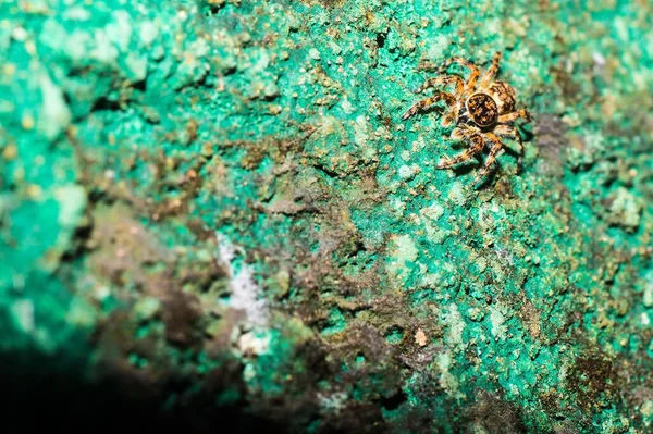 Detailní Záběr Tarantule Plazící Špinavé Zelené Skále — Stock fotografie