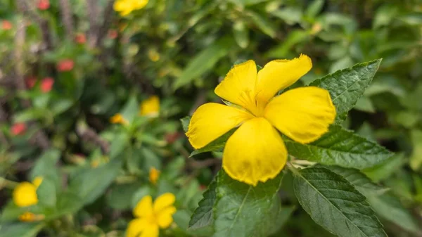 Tiro Close Amieiro Amarelo Turnera Ulmifolia Jardim — Fotografia de Stock