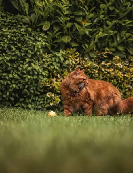 Lindo Ginger Kitten Jardín Verano Tradicional Inglés Mirando Hacia Otro — Foto de Stock