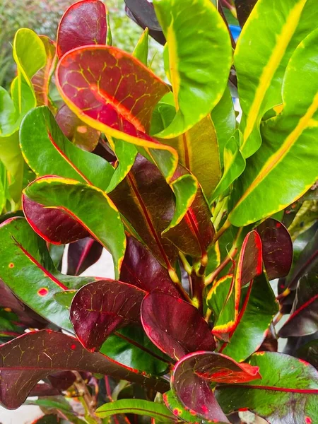 Plano Vertical Una Planta Crotón Jardín Con Hojas Coloridas Luz — Foto de Stock