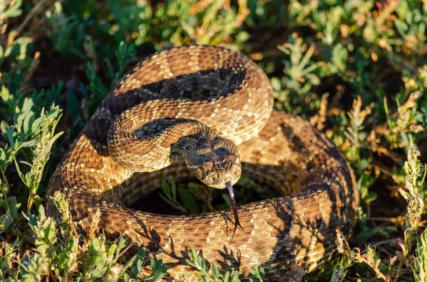 Крупный План Гремучей Змеи Crotalus Viridis Монтане — стоковое фото