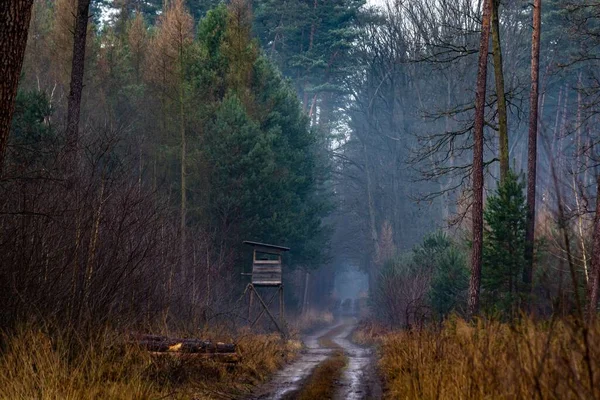 Sisli bir günde sonbahar ormanında küçük, kirli bir kırsal yol.