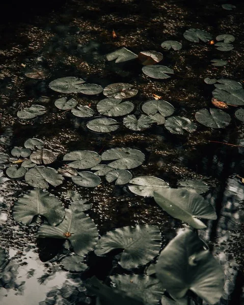 池塘里一缕垂直的水百合叶子 — 图库照片