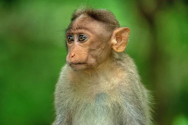 Een Close Portret Van Een Aap Wazige Achtergrond — Stockfoto