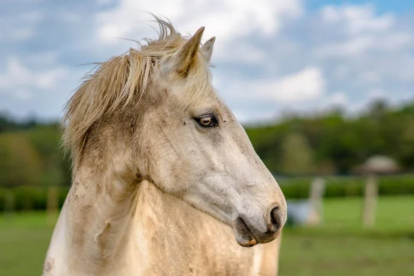 Zbliżenie Ujęcia Białego Konia Rozmytym Tle — Zdjęcie stockowe
