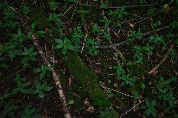 暗い森の中で地面に苔や雑草のクローズアップショット — ストック写真