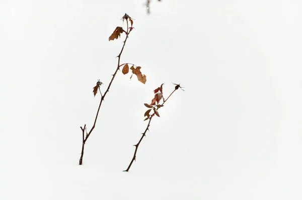 배경에 클로즈업하여 — 스톡 사진