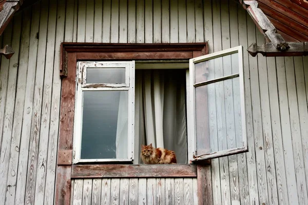 一只金发碧眼的毛猫坐在那栋旧木屋敞开的窗上 — 图库照片