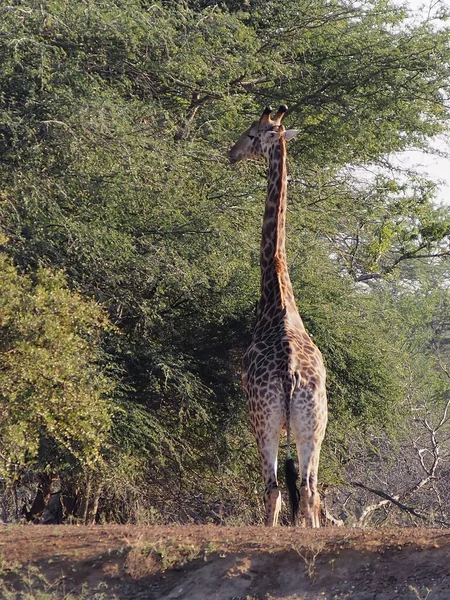 Pionowe Ujęcie Żyrafy Jedzącej Liście Drzewa Rpa — Zdjęcie stockowe