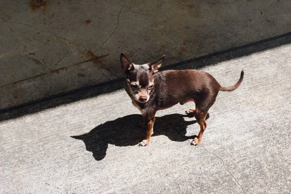 Kicsi Öreg Barna Chihuahua Kutya Áll Egyedül Betonon Napon Árnyékkal — Stock Fotó