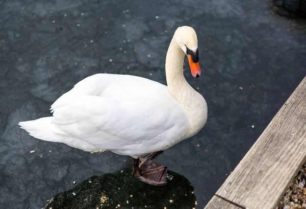 Primer Plano Cisne Blanco Parado Sobre Agua Congelada — Foto de Stock