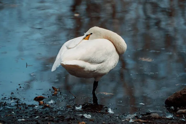 Großaufnahme Eines Schwans Der Einem Teich Brütet — Stockfoto