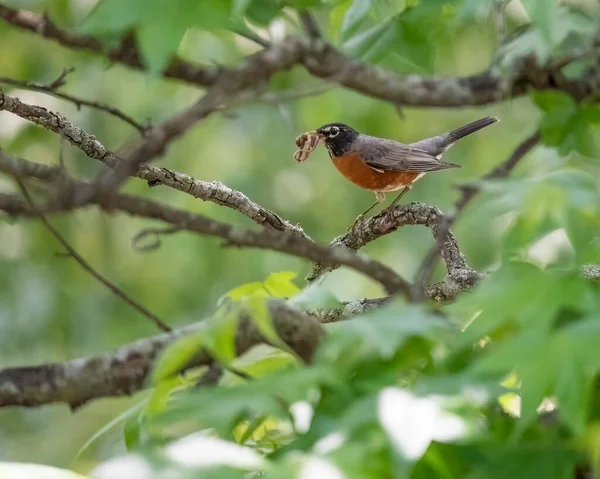 Oiseau Robin Américain Sur Une Branche Arbre Avec Nourriture Dans — Photo
