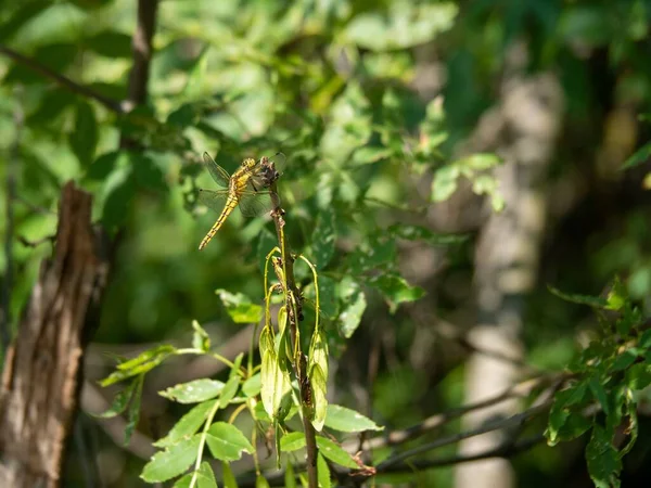 Closeup Shot Dragonfly Sitting Shrub — Stock Photo, Image