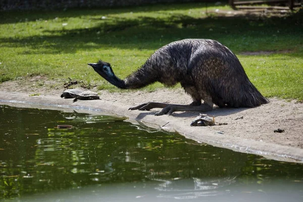Black Emu Sitting Water Pond Zoo Sunny Weather — Stock Photo, Image