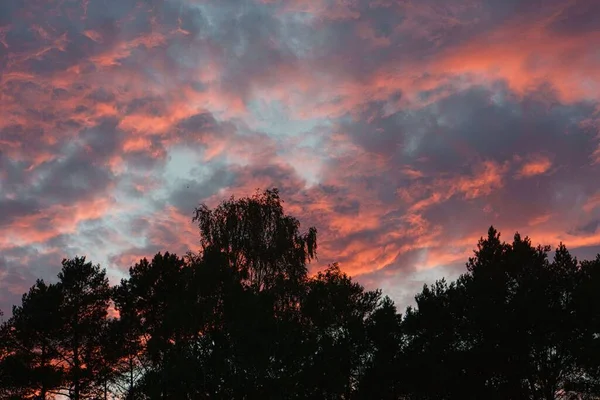 Ciel Romantique Couchant Semble Brûler Sur Les Silhouettes Des Arbres — Photo