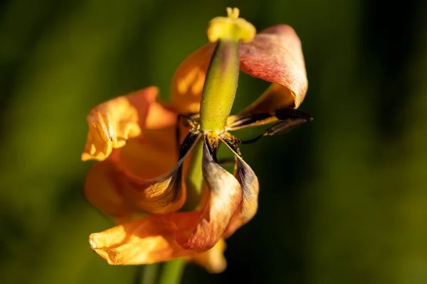 Close Uma Tulipa Com Pétalas Murchas — Fotografia de Stock