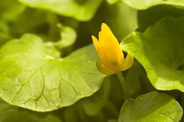 Крупним Планом Зображена Жовта Маленька Квітка Чистотілу Зеленим Листям Розмитому — стокове фото