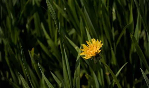 Strzał Bliska Pojedynczej Żółtej Głowy Mniszka Lekarskiego Taraxacum Officinale Wśród — Zdjęcie stockowe